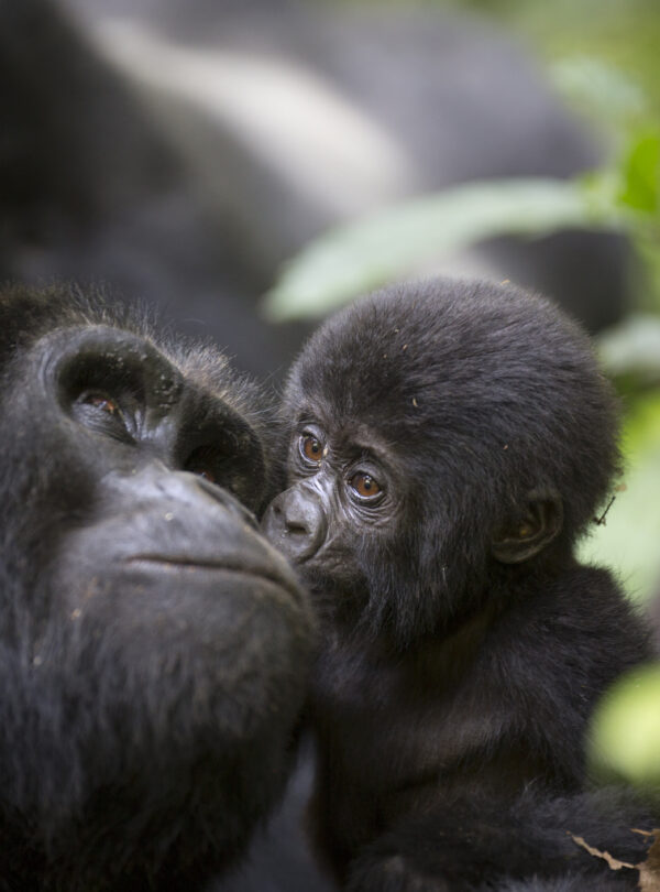 Uganda wildlife safari – gorilla trekking in Mgahinga