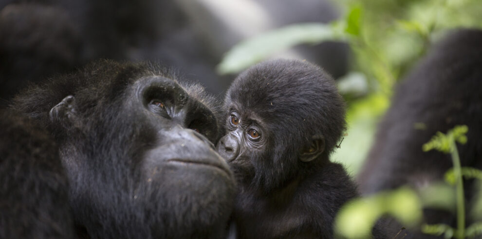 Uganda wildlife safari – gorilla trekking in Mgahinga