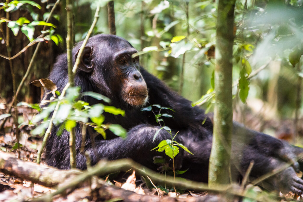 chimpanzee trekking