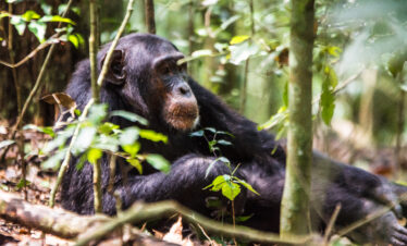 chimpanzee trekking