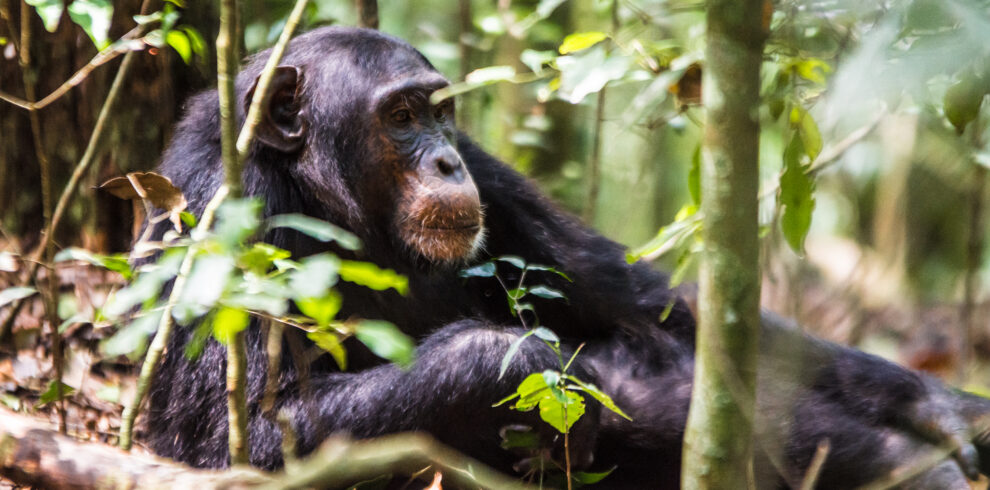 chimpanzee trekking