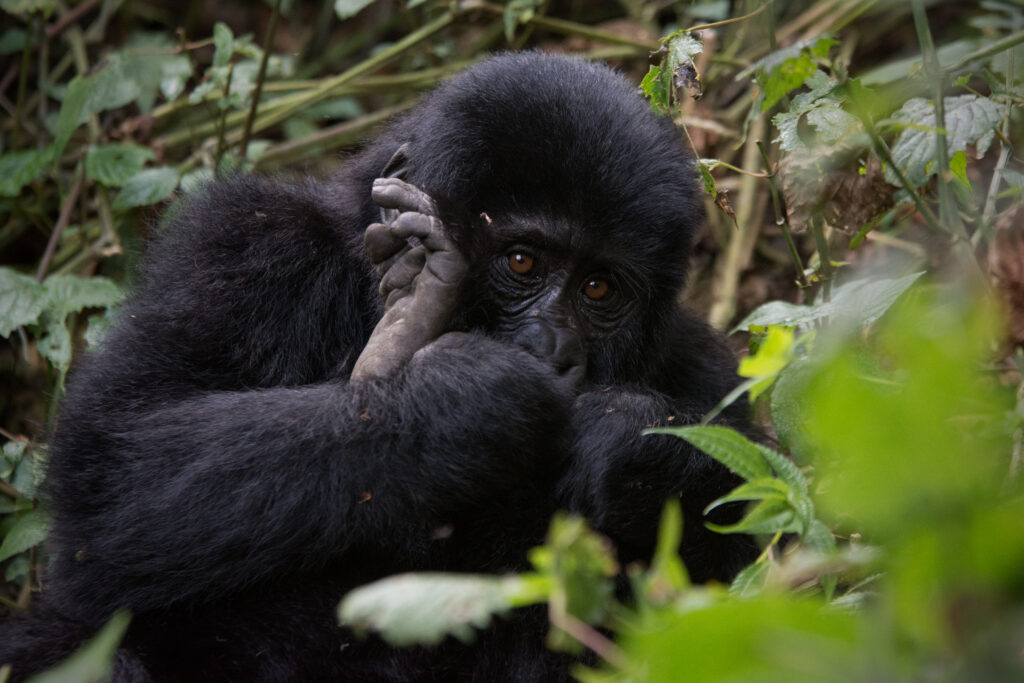 mountain gorillas Uganda gorilla trekking tour"