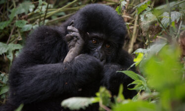 mountain gorillas Uganda gorilla trekking tour"
