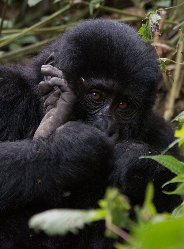 mountain gorillas Uganda gorilla trekking tour"