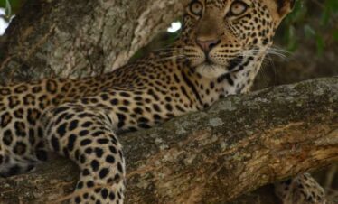 queen-elizabeth-national-park