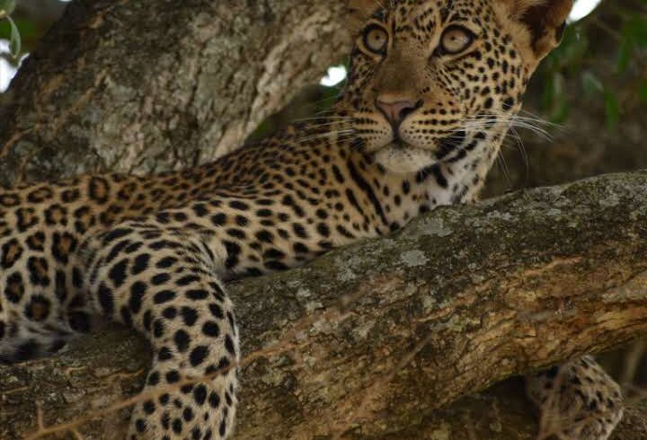 queen-elizabeth-national-park