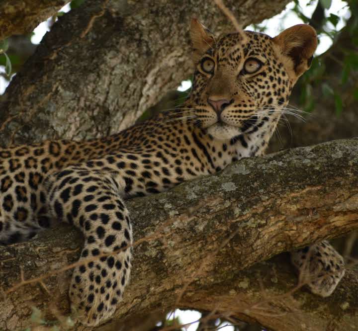 queen-elizabeth-national-park