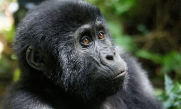 gorilla trekking Rwanda