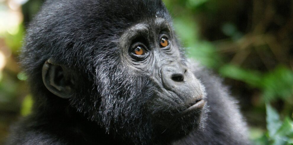 gorilla trekking Rwanda