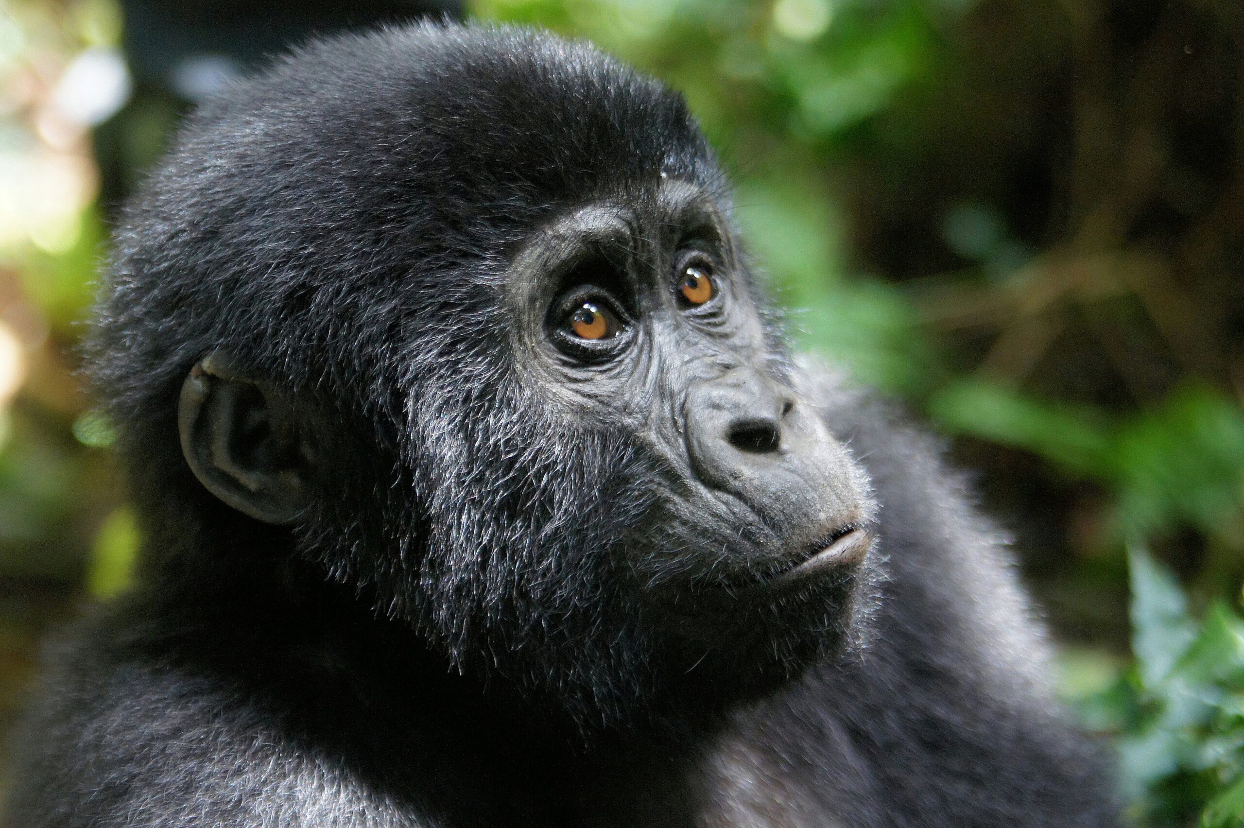 gorilla trekking Rwanda