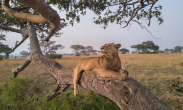 Serengeti National Park safari