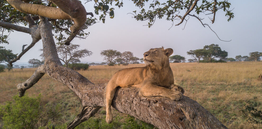 Serengeti National Park safari