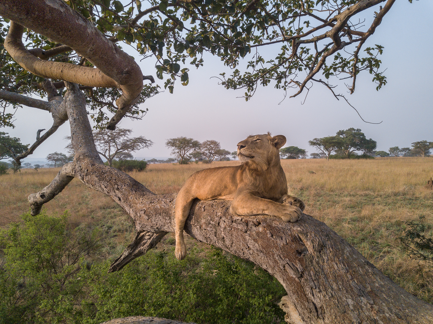Serengeti National Park safari
