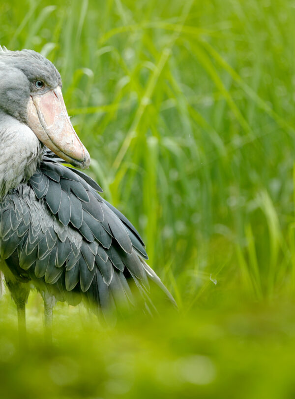 Shoebill, Balaeniceps rex, portrait of big beaked bird, Uganda