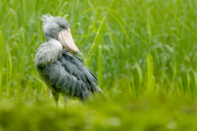 Shoebill, Balaeniceps rex, portrait of big beaked bird, Uganda