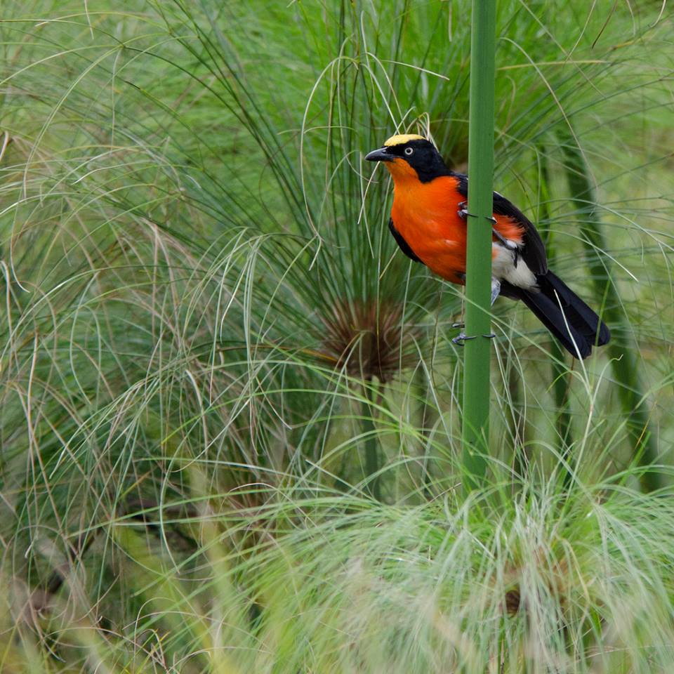 Uganda Safaris