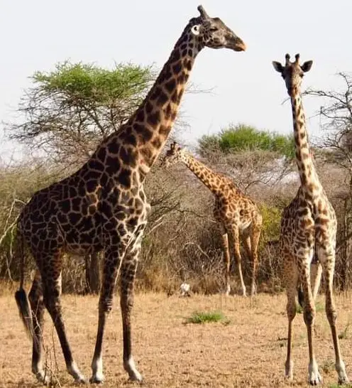 Arusha NP