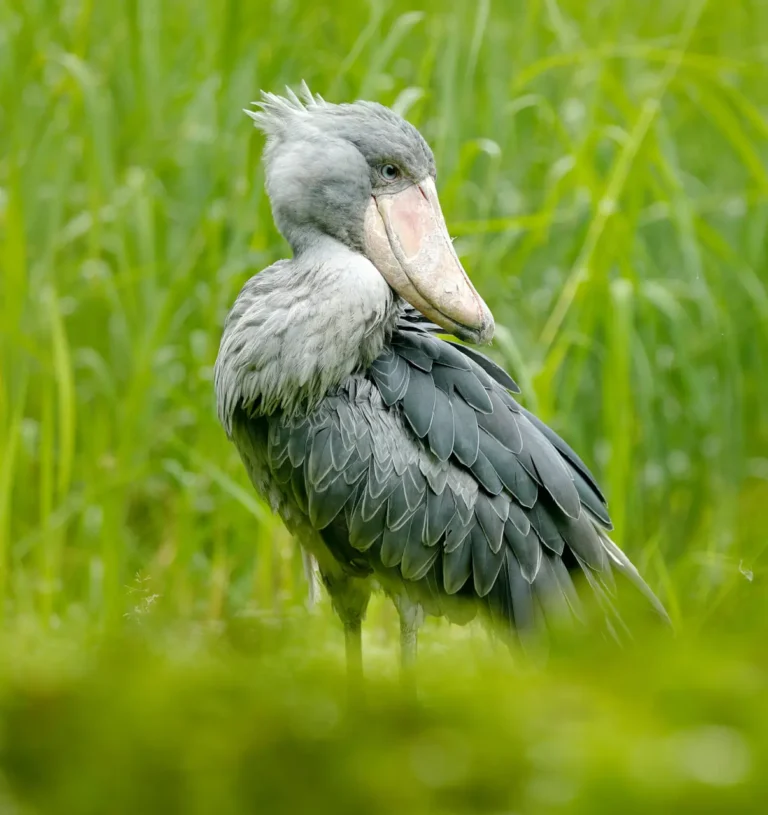 Shoebill, Balaeniceps rex, portrait of big beaked bird, Uganda