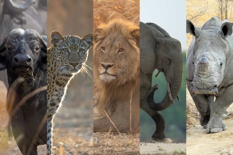 The-Big-Five