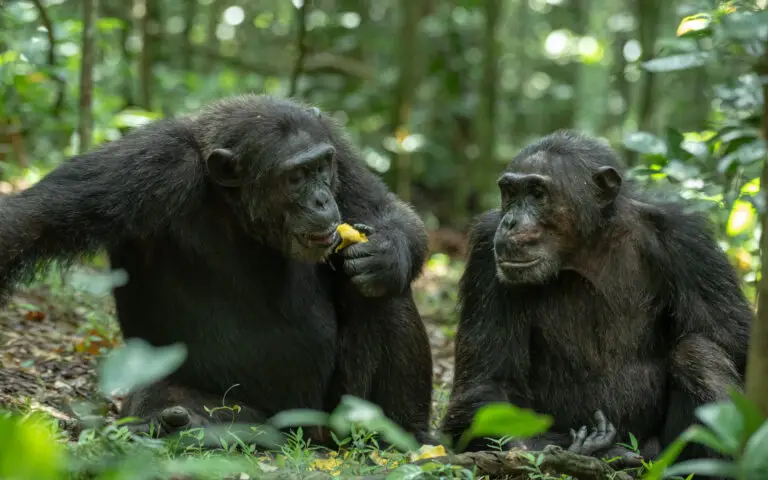 chimpanzee-kibale-forest-national-gamepark