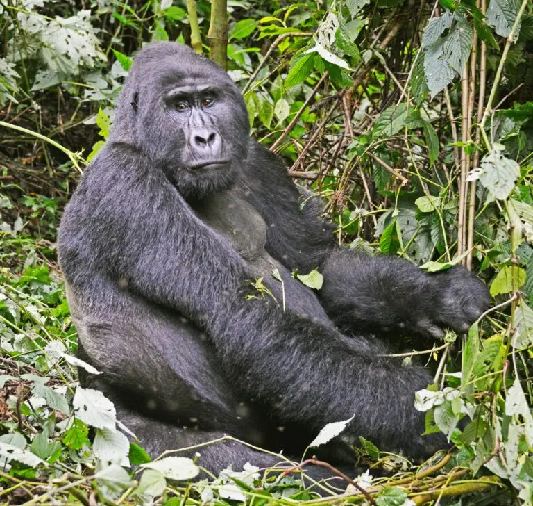 mountain-gorilla